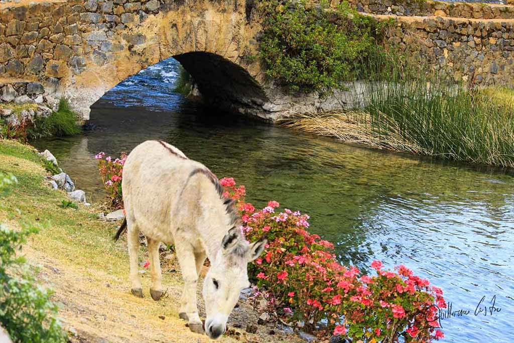 Burro en el Puente de Calicanto 