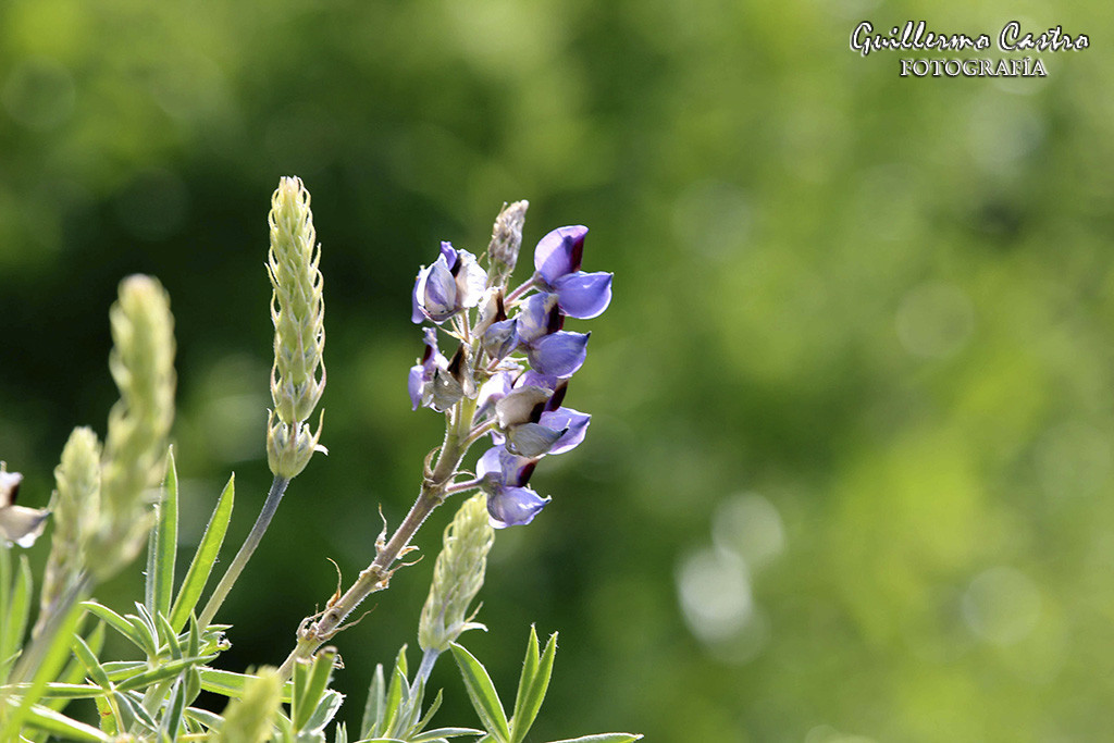 Flor