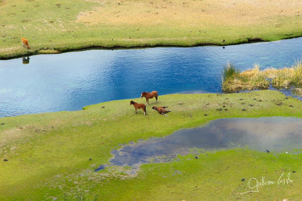 Caballos