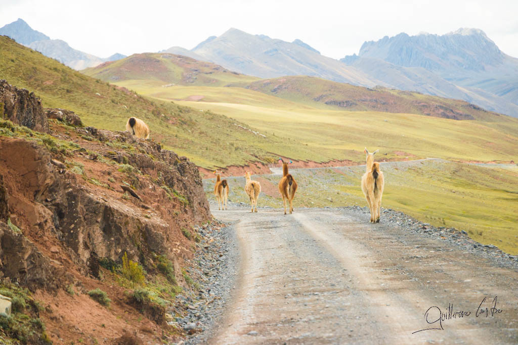 Llamas de espalda